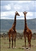 Lago Nakuru (jirafas)